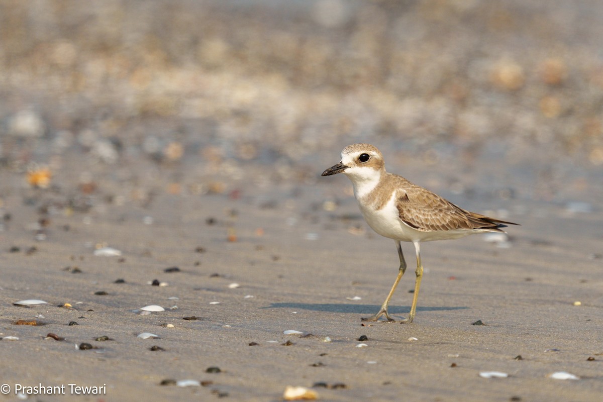 Greater Sand-Plover - ML627494861