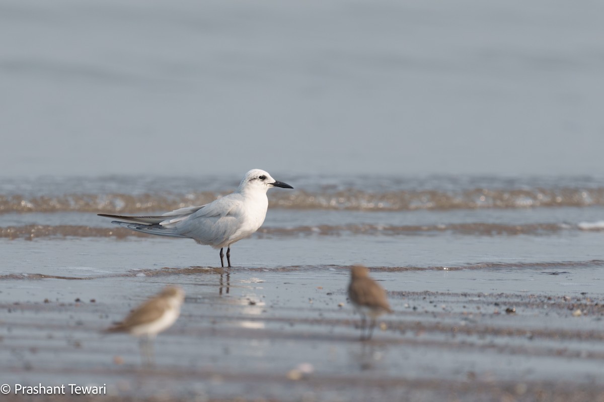 Gull-billed Tern - ML627494888