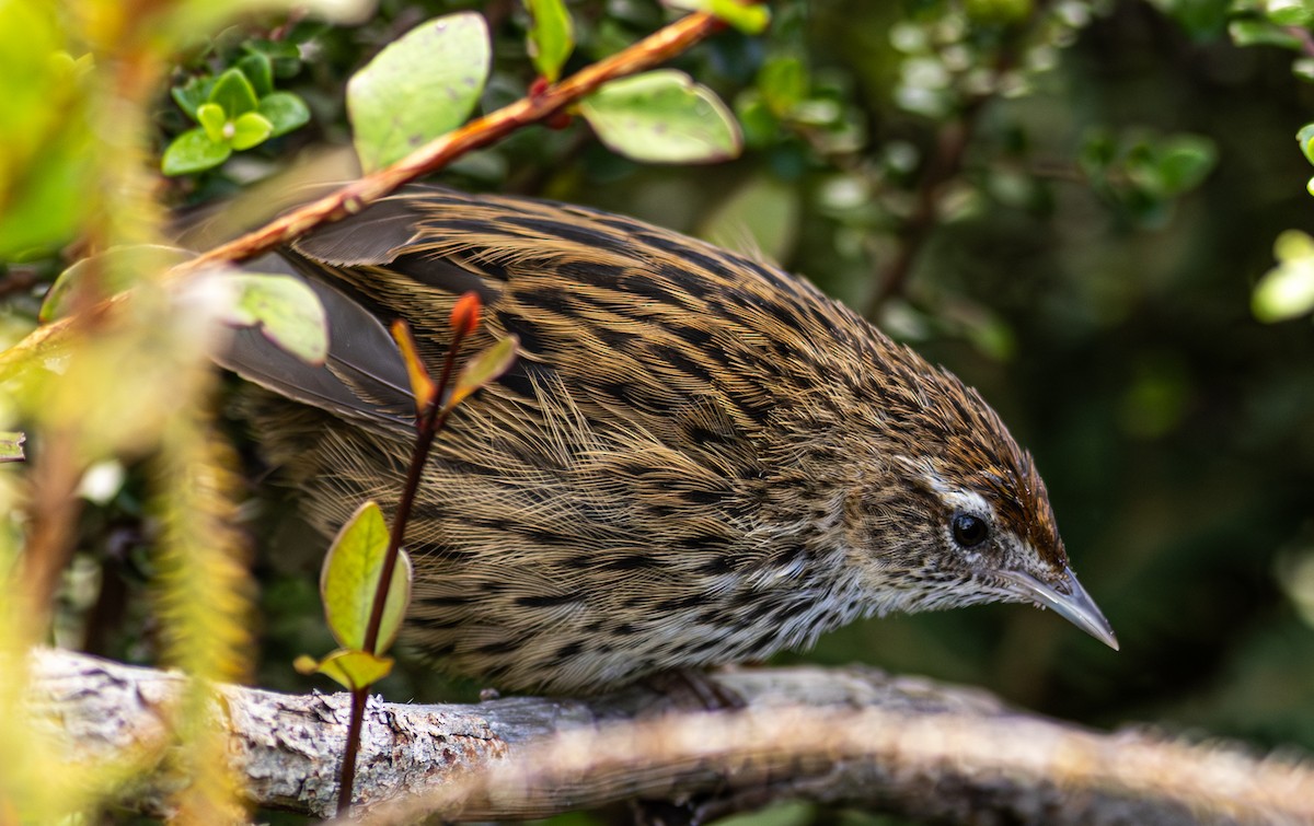 New Zealand Fernbird - ML627494903