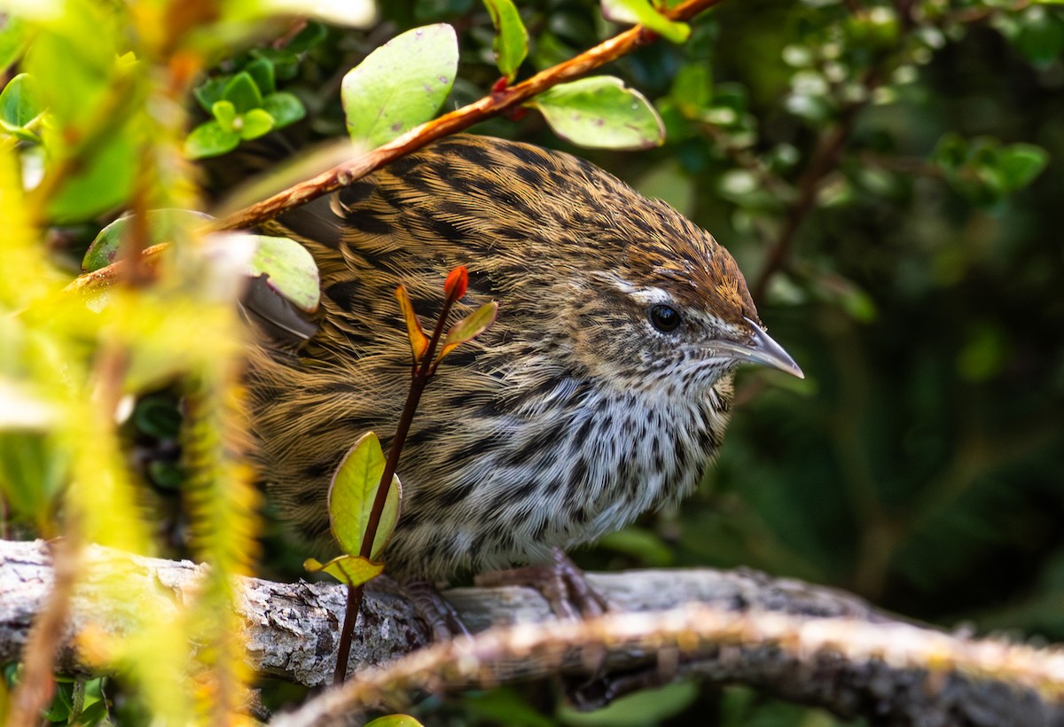 New Zealand Fernbird - ML627494904