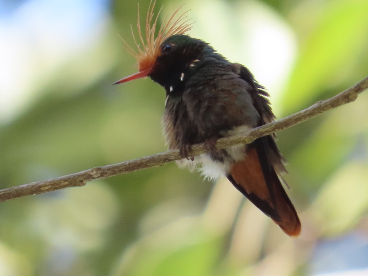 Rufous-crested Coquette - ML627495141