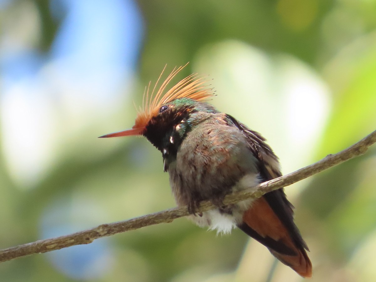 Rufous-crested Coquette - ML627495142