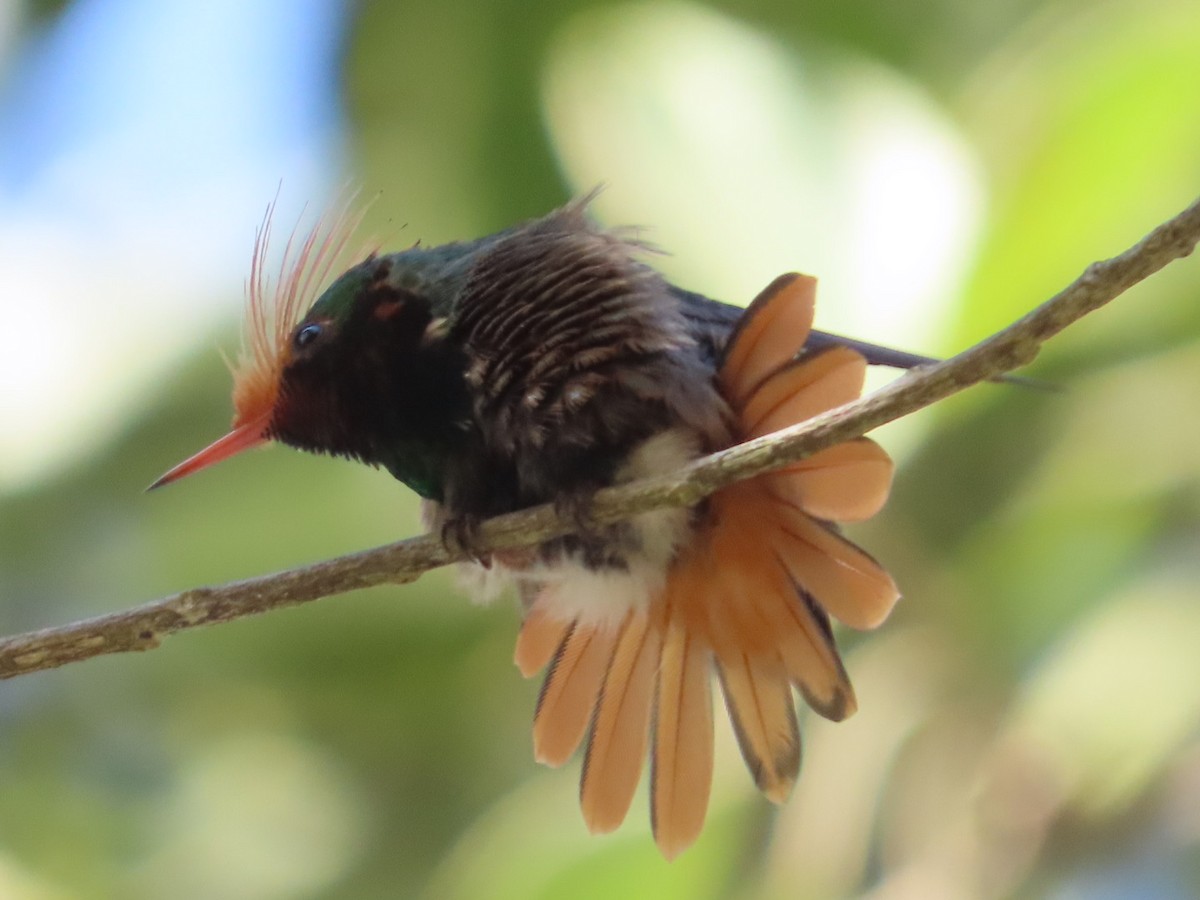 Rufous-crested Coquette - ML627495143