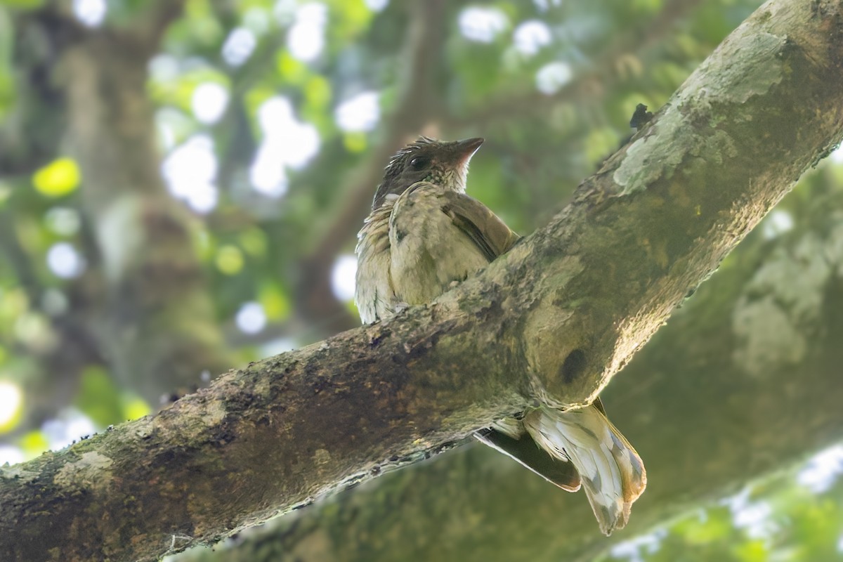 Scaly-throated Honeyguide - ML627495365