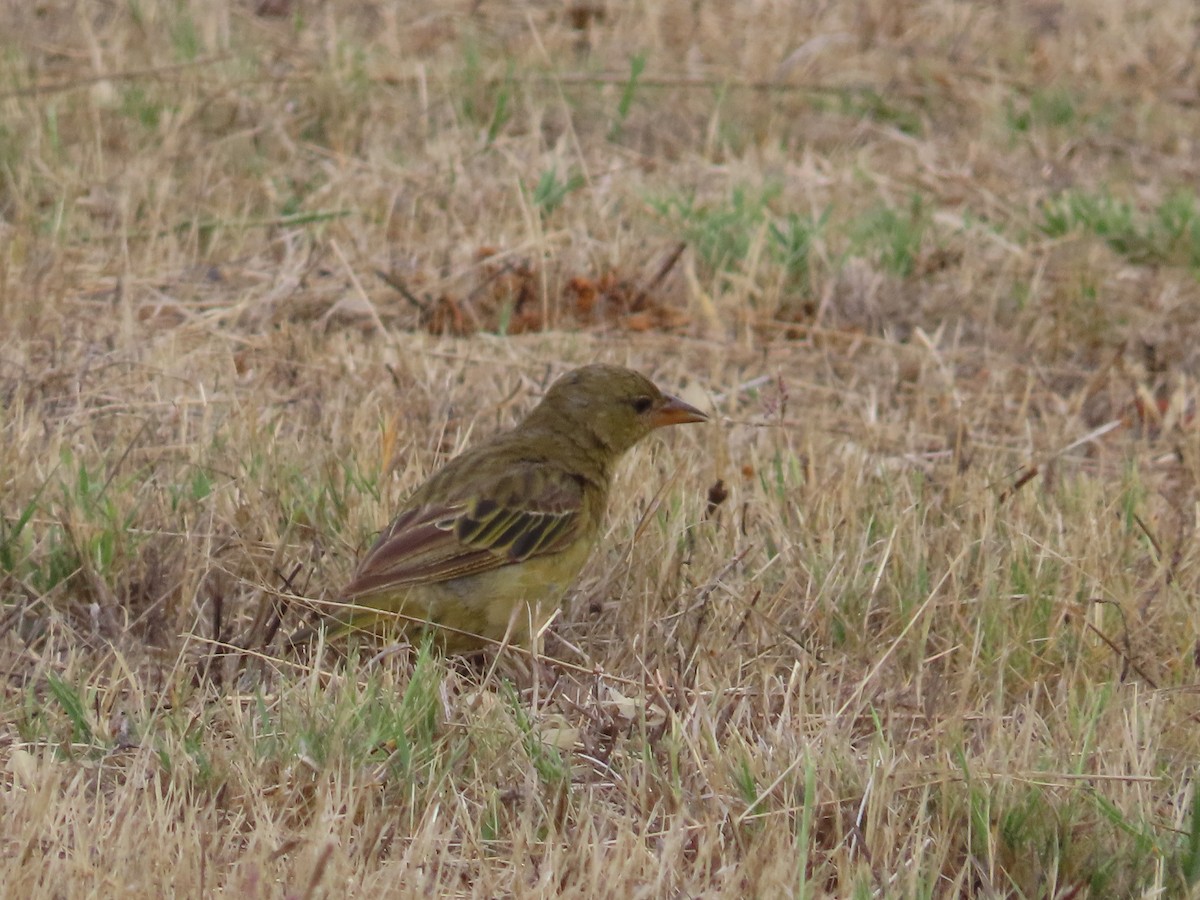 Cape Weaver - ML627495477