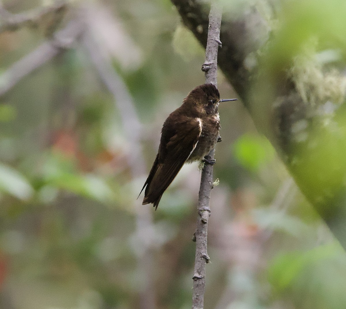 Purple-backed Sunbeam - ML627495742
