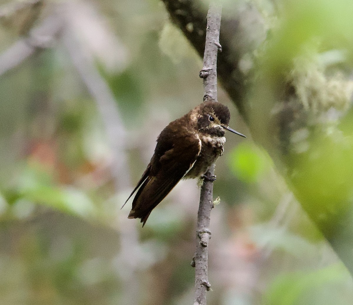Purple-backed Sunbeam - ML627495743