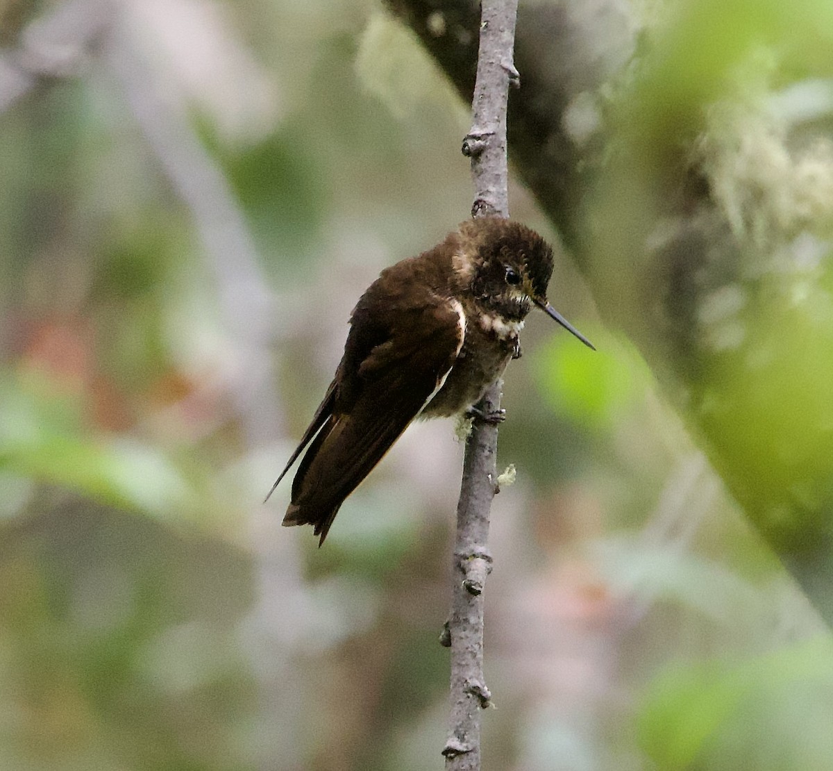 Purple-backed Sunbeam - ML627495744