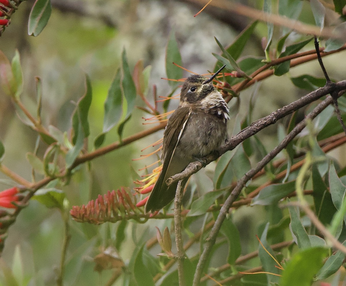 Purple-backed Sunbeam - ML627495791