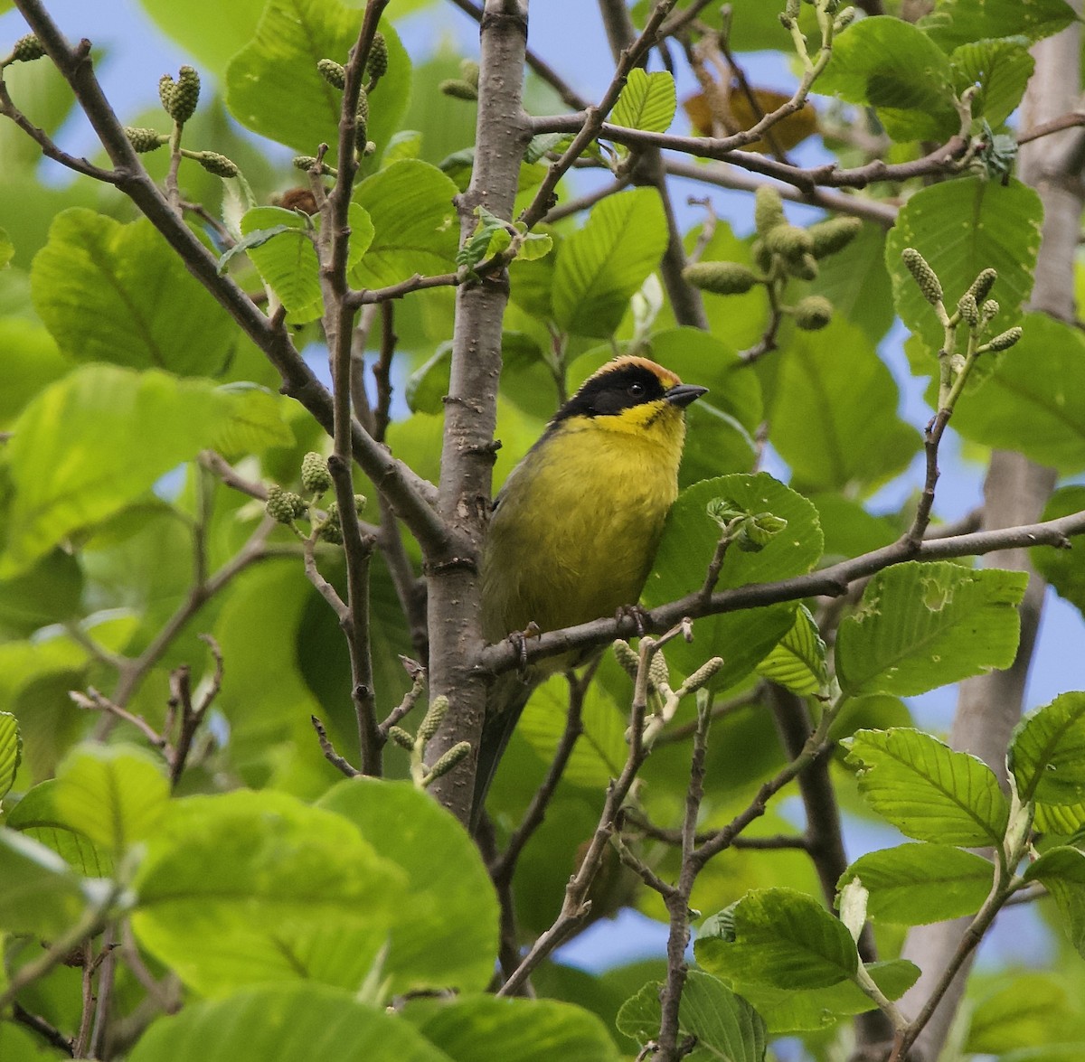 Yellow-breasted Brushfinch - ML627495836