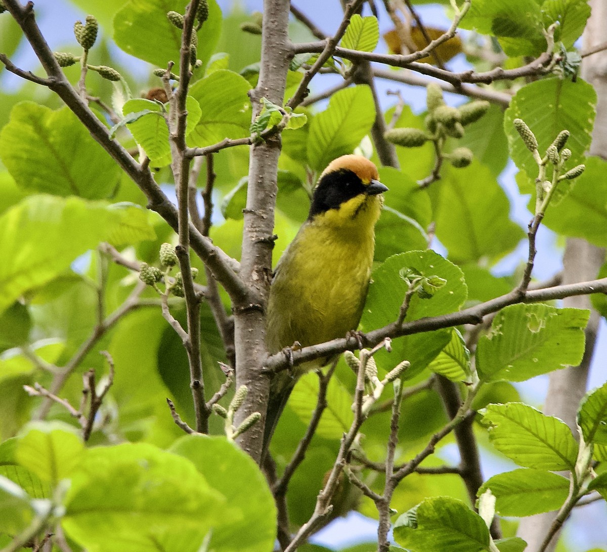 Yellow-breasted Brushfinch - ML627495837