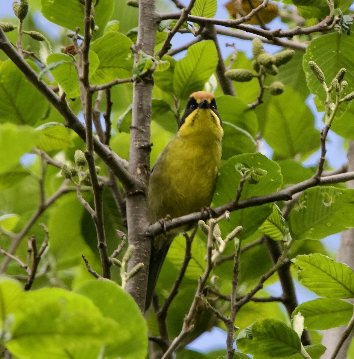 Yellow-breasted Brushfinch - ML627495838