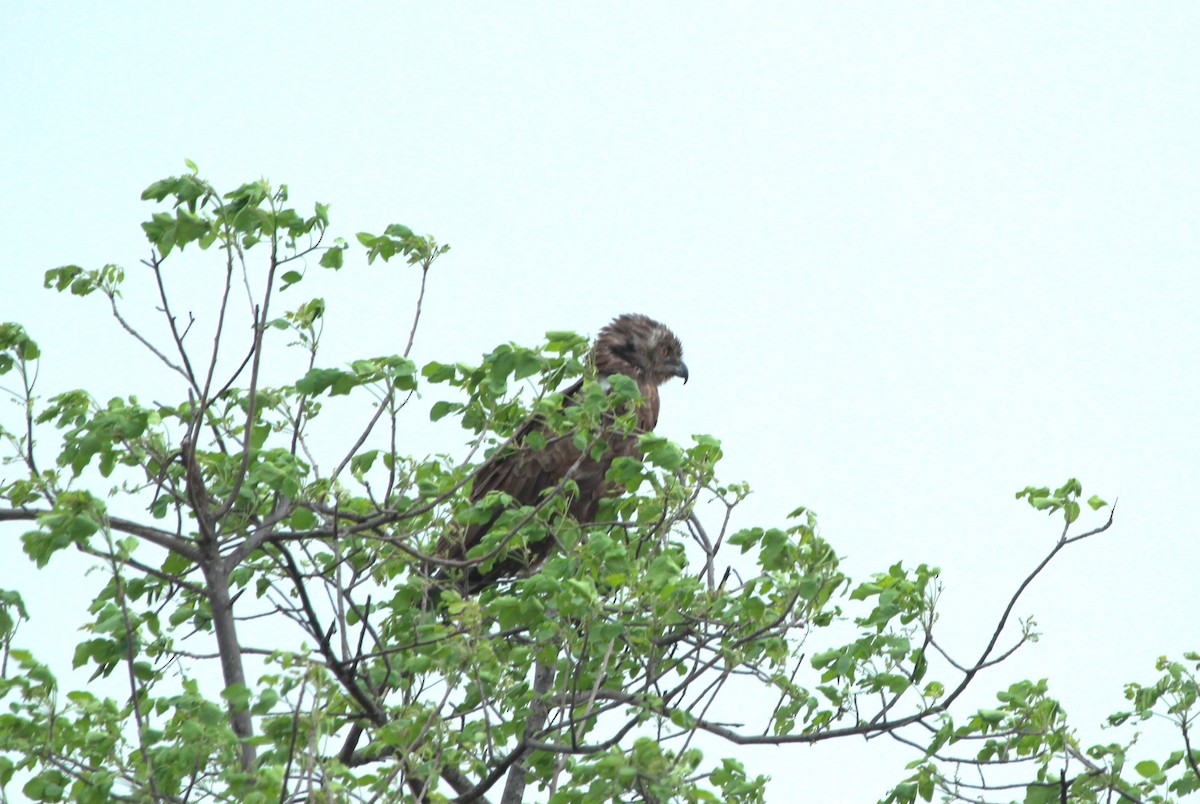 Brown Snake-Eagle - ML627495938