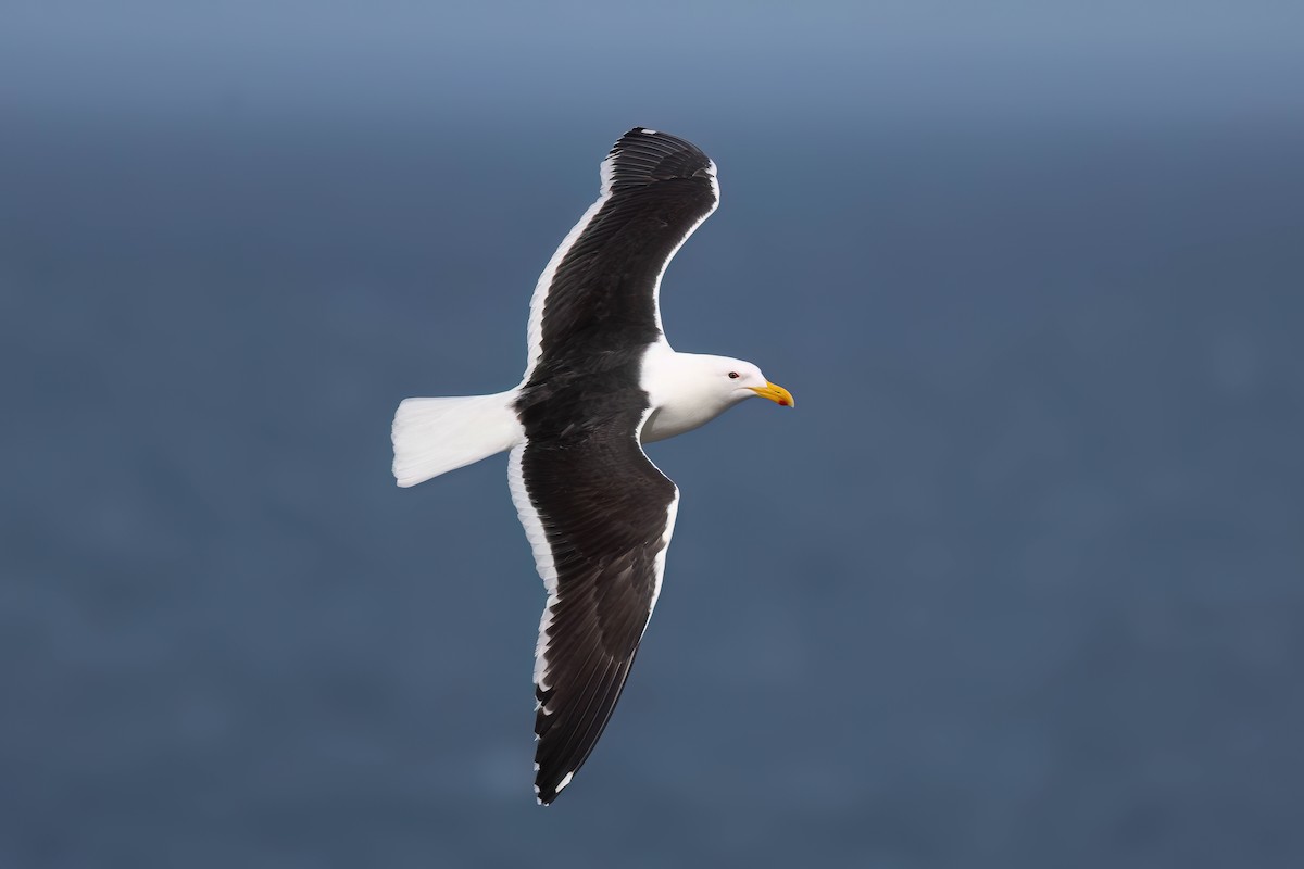 Kelp Gull - ML627495949