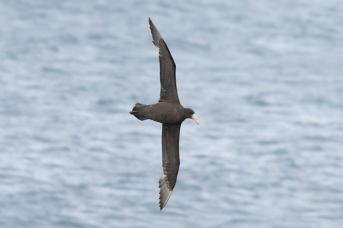 Southern Giant-Petrel - ML627495954