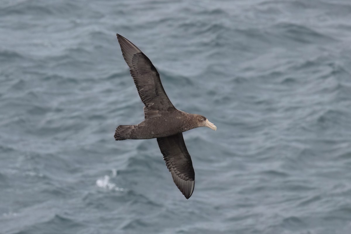 Southern Giant-Petrel - ML627495955