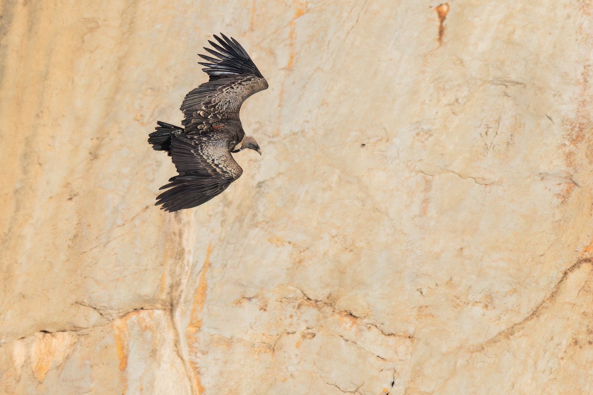 Rüppell's Griffon - ML627496038