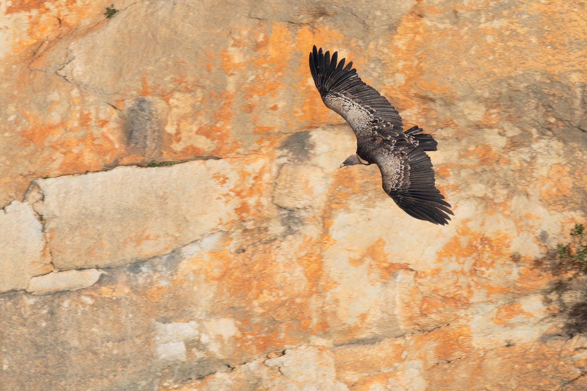 Rüppell's Griffon - ML627496039