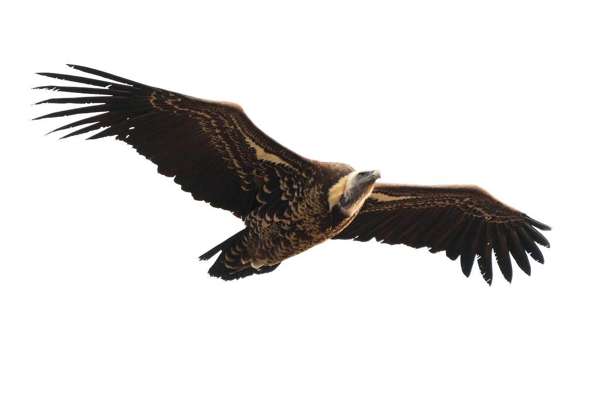 Rüppell's Griffon - ML627496045
