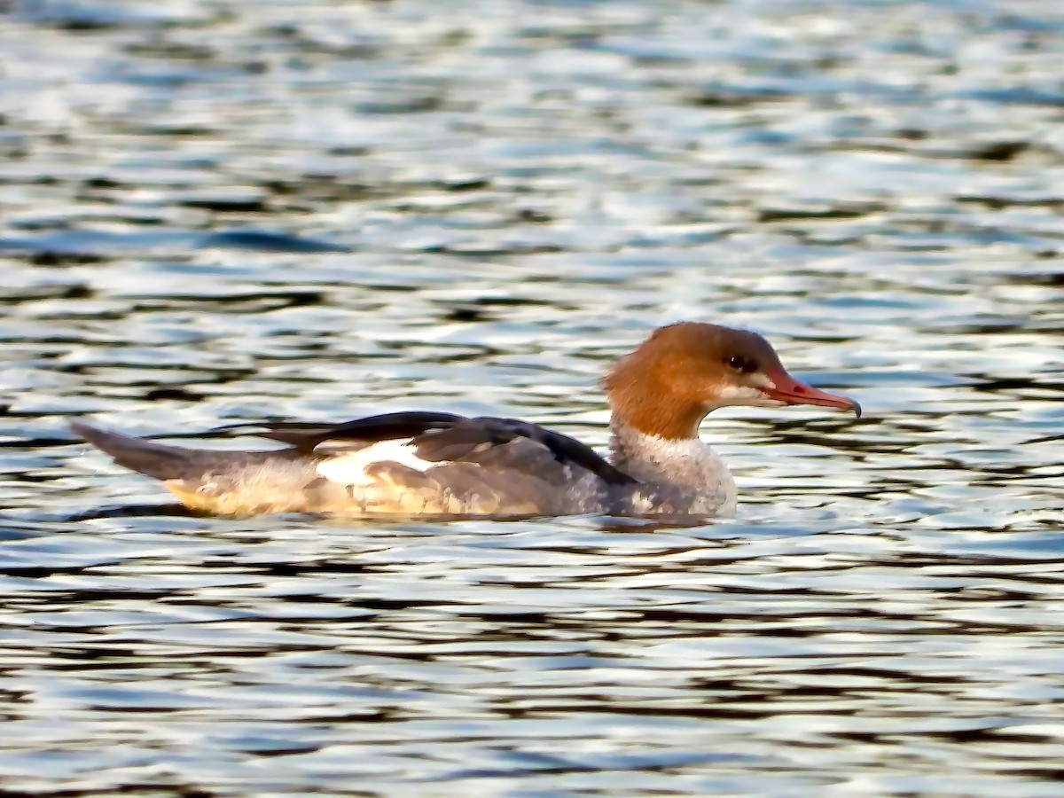 Common Merganser - ML627496077