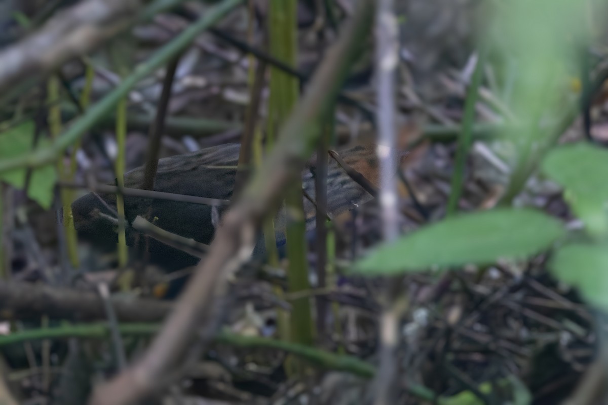 Buff-spotted Flufftail - ML627496106