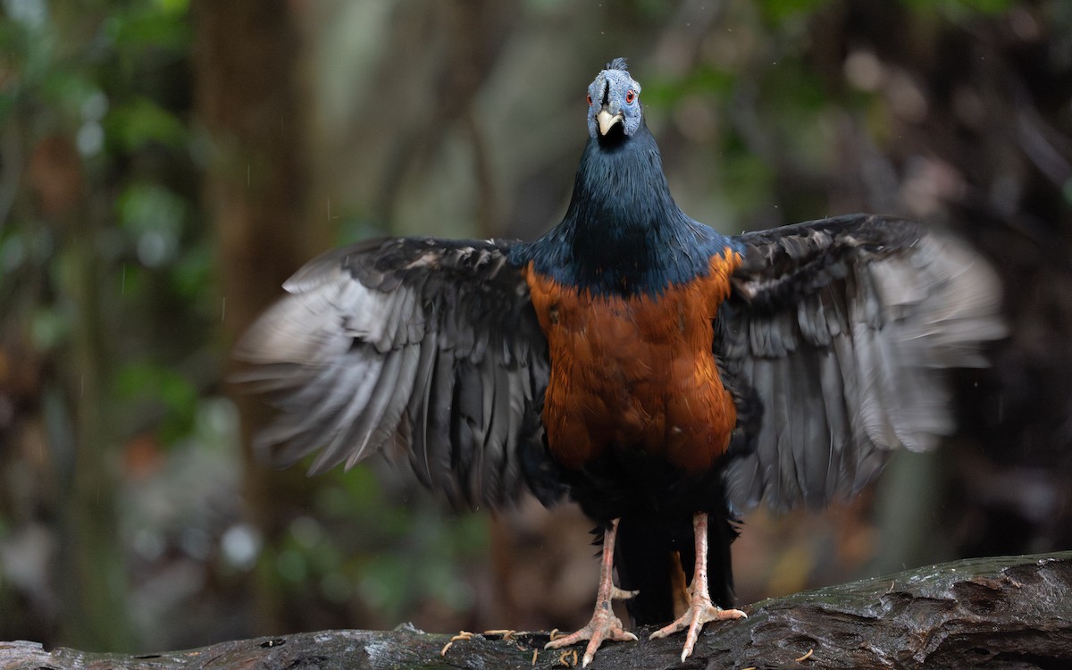 Bornean Crested Fireback - ML627496110