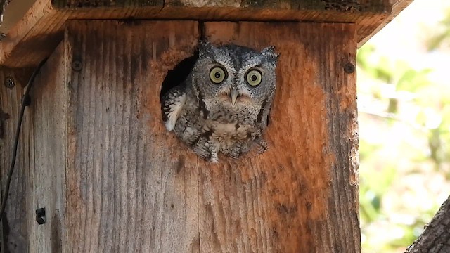 Eastern Screech-Owl (Northern) - ML627496228