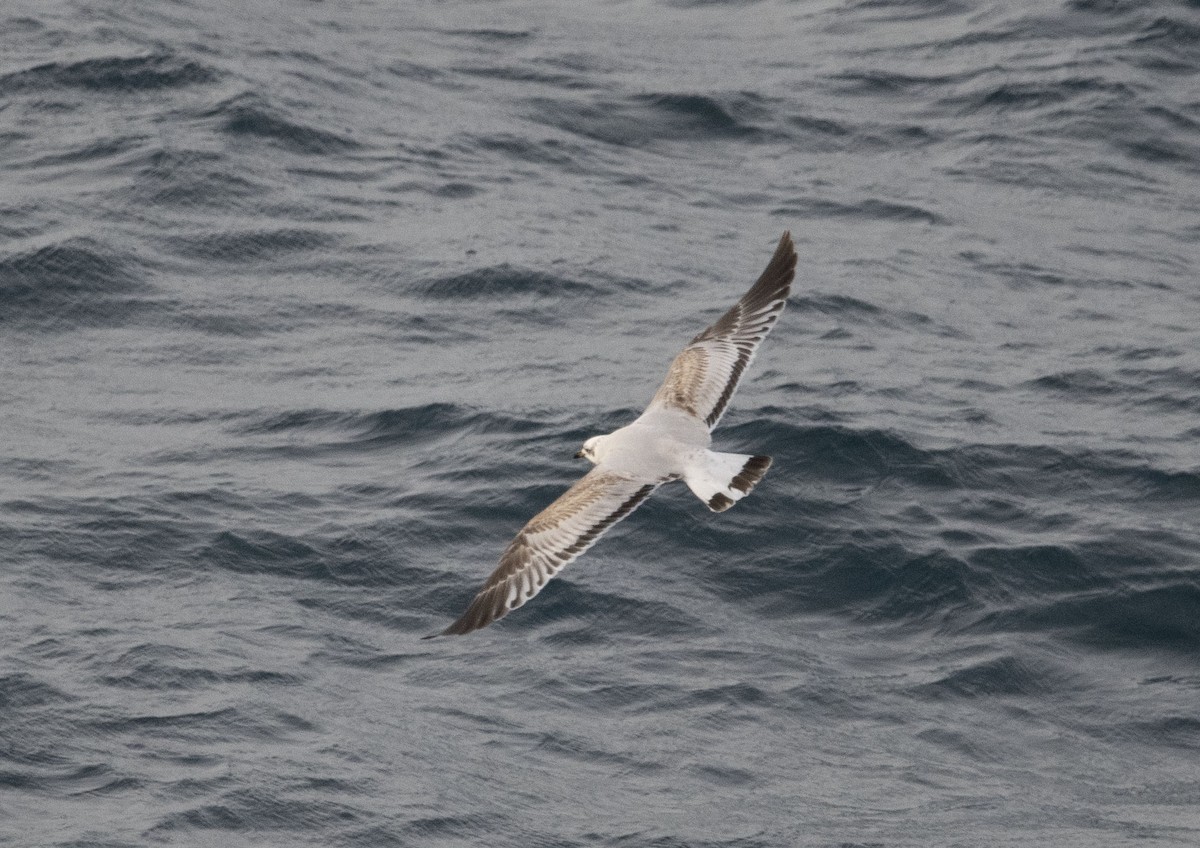 Mediterranean Gull - ML627496274