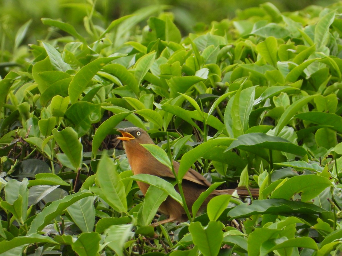 Rufous Babbler - ML627496278