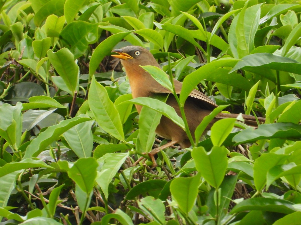 Rufous Babbler - ML627496279