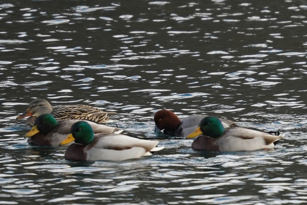 Mallard - ML627496367
