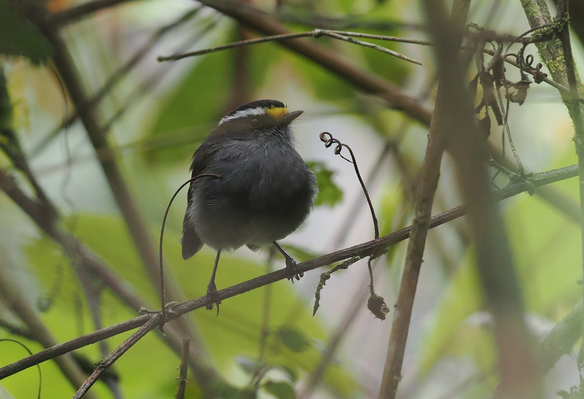 Crowned Chat-Tyrant - ML627496494