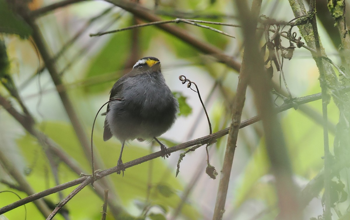 Crowned Chat-Tyrant - ML627496503