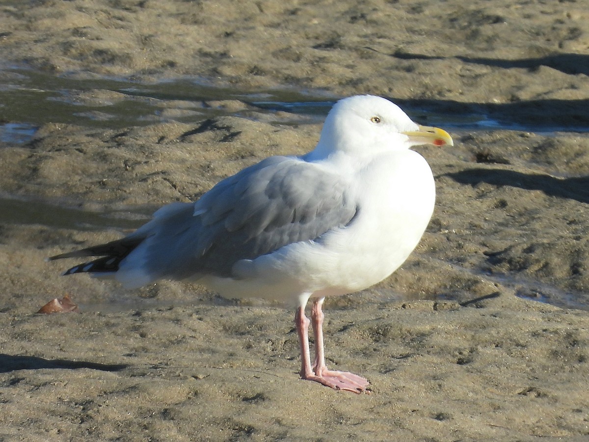 American Herring Gull - Pablo García (PGR)