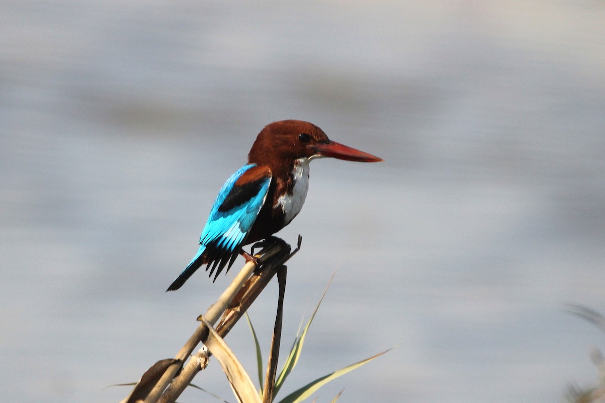 White-throated Kingfisher - ML627496530