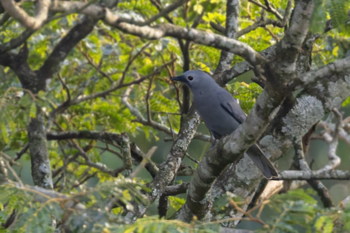 Gray Cuckooshrike - ML627496570