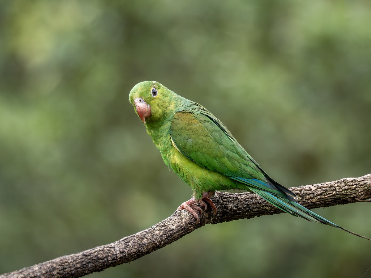 Plain Parakeet - ML627496629