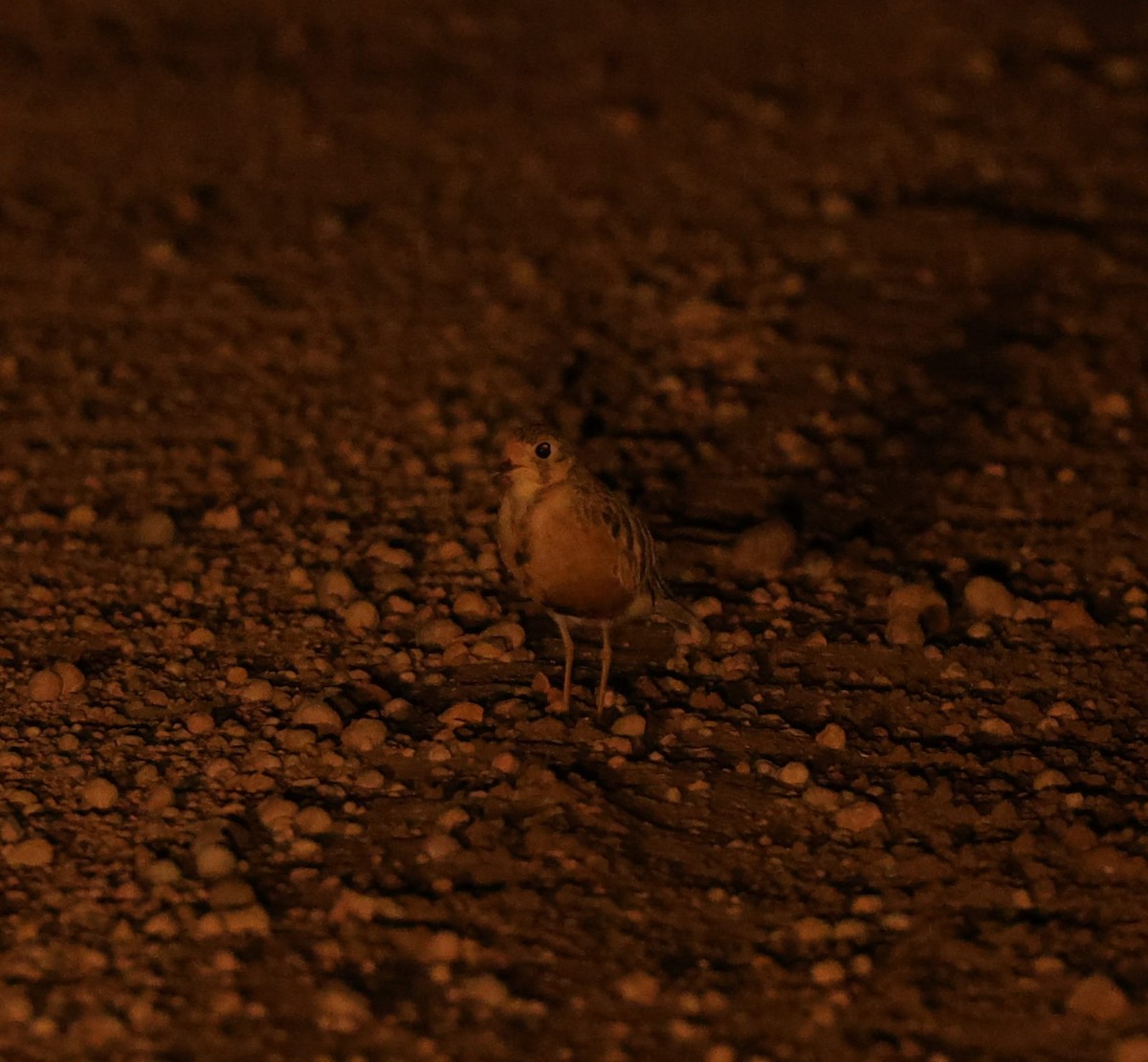 Inland Dotterel - ML627496770