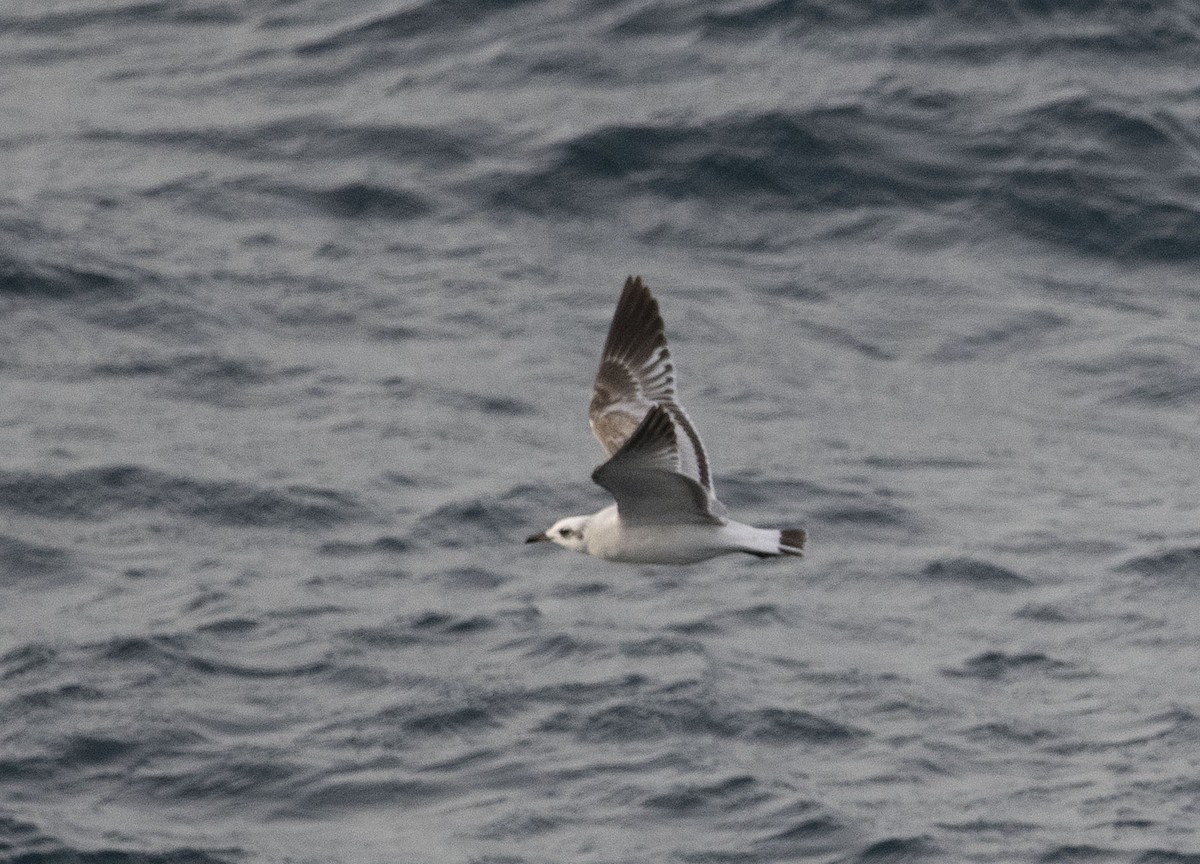Mediterranean Gull - ML627496803