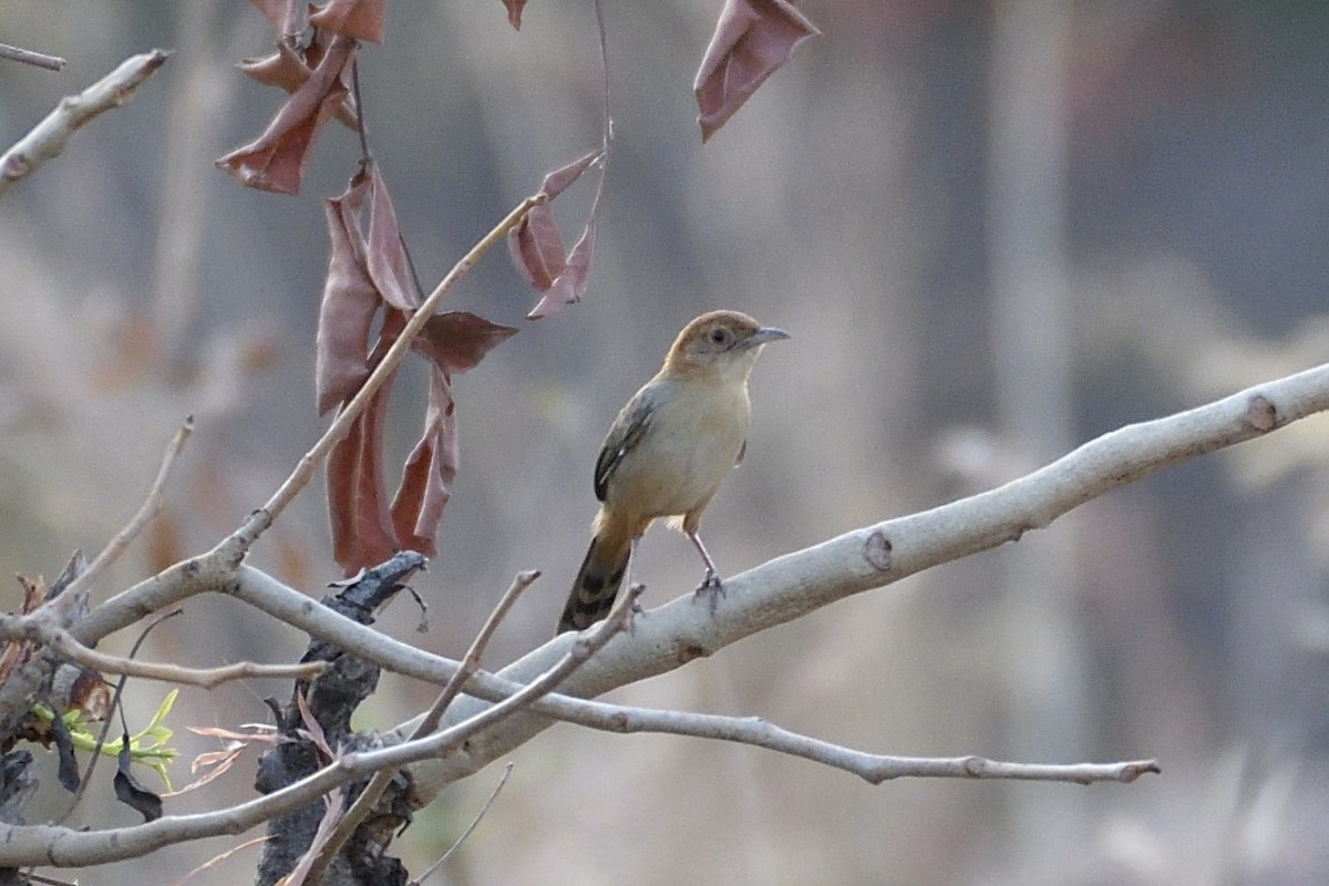 Rock-loving Cisticola - ML627496914