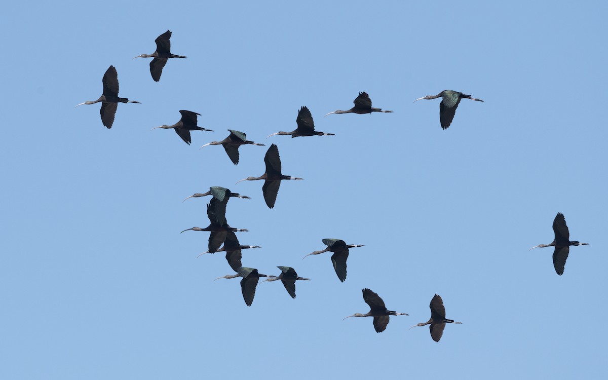 Glossy Ibis - ML627496938