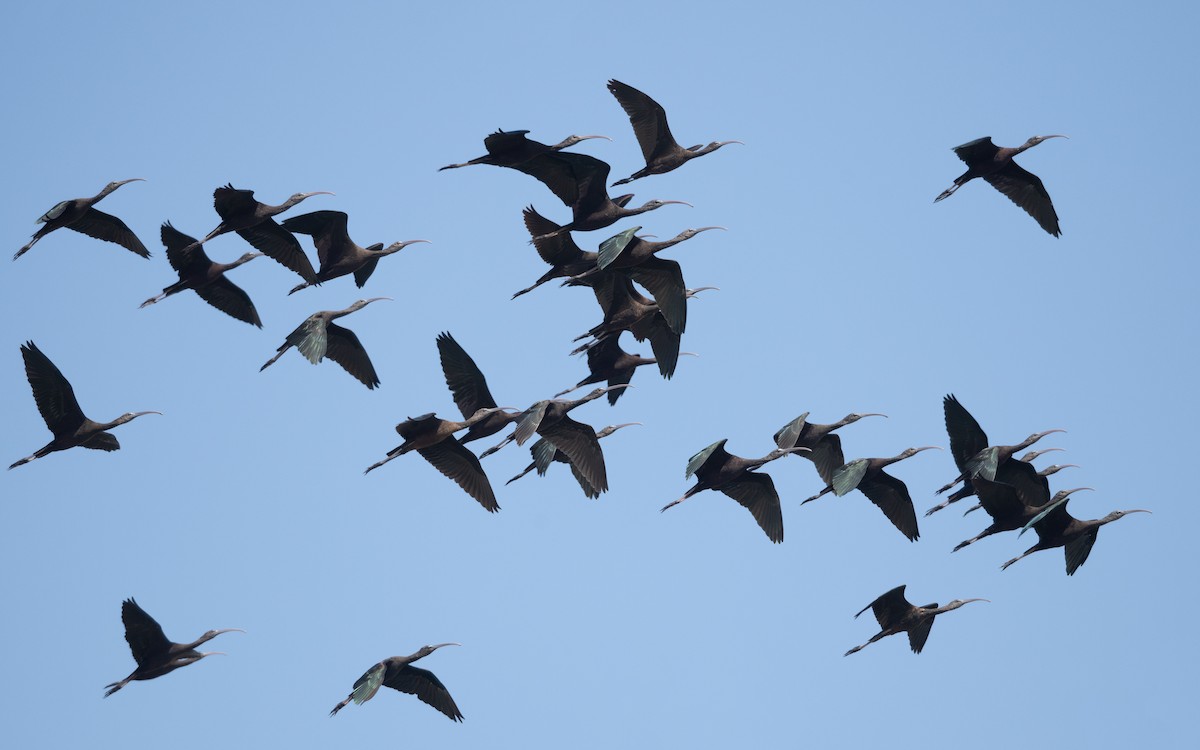 Glossy Ibis - ML627496939