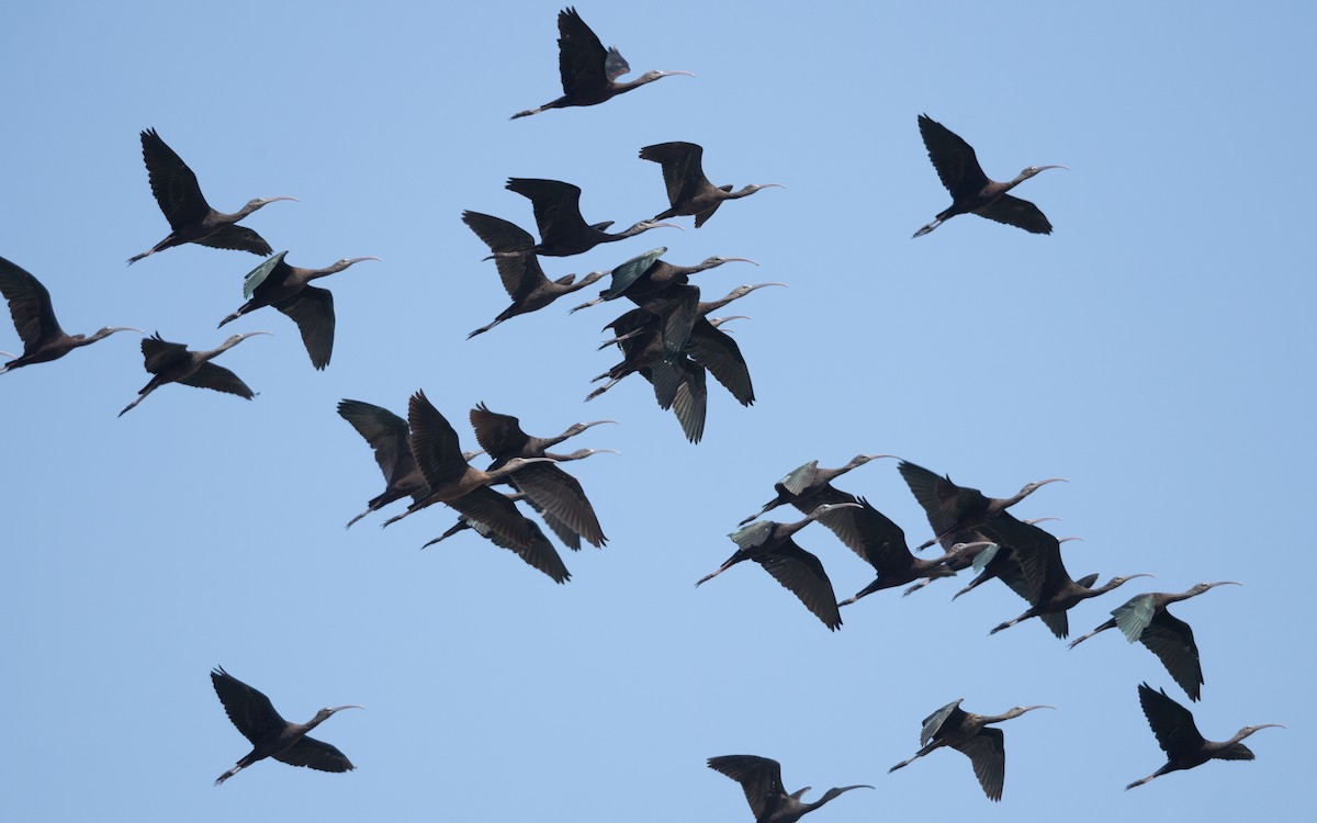 Glossy Ibis - ML627496940
