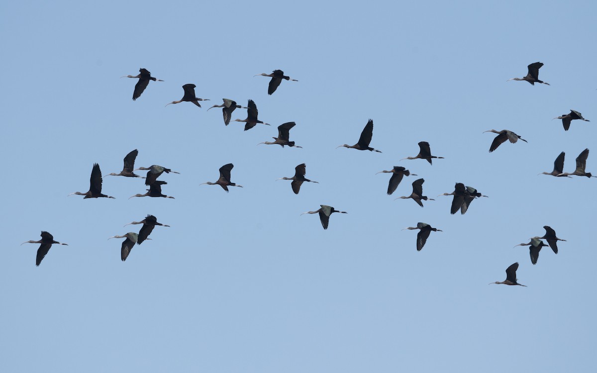 Glossy Ibis - ML627496942