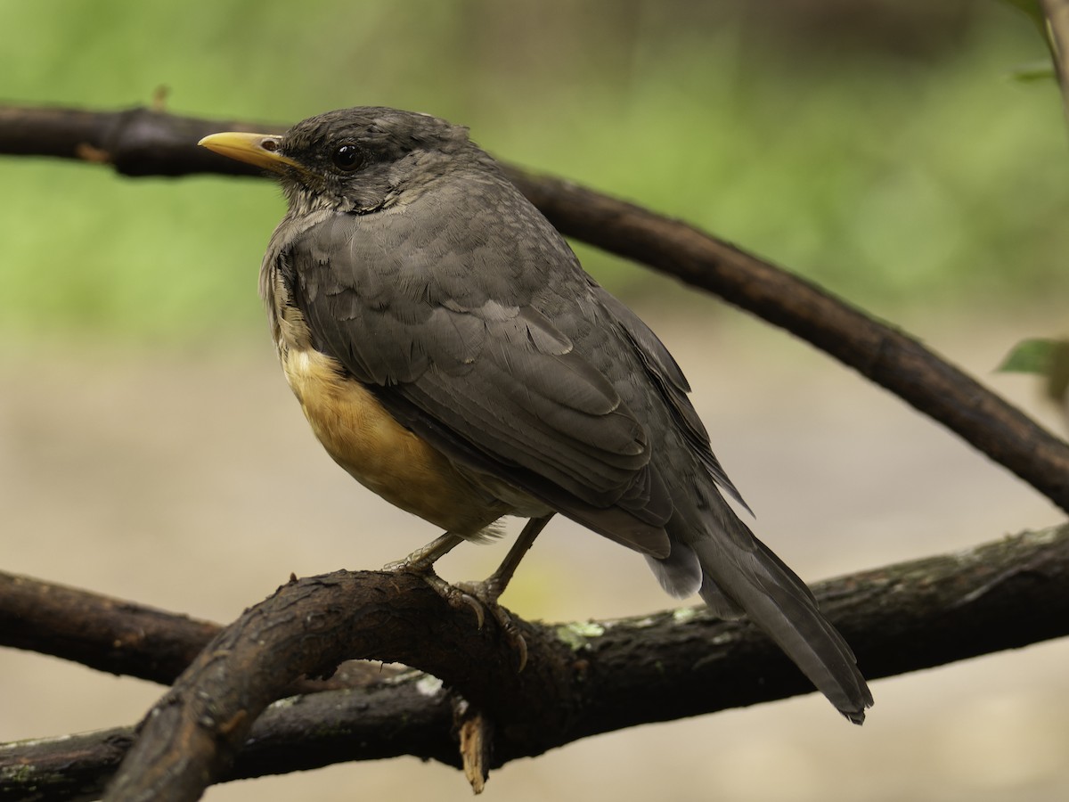 Abyssinian Thrush - ML627496996