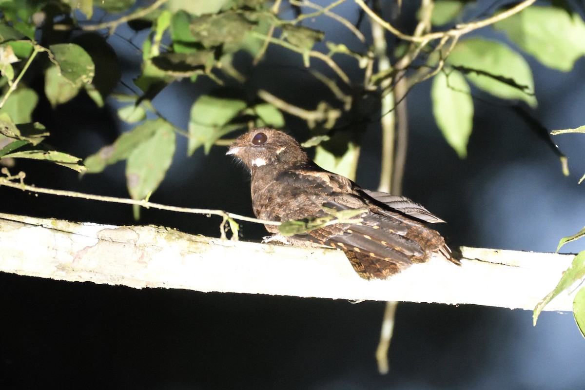 brunnattravn - ML627497075