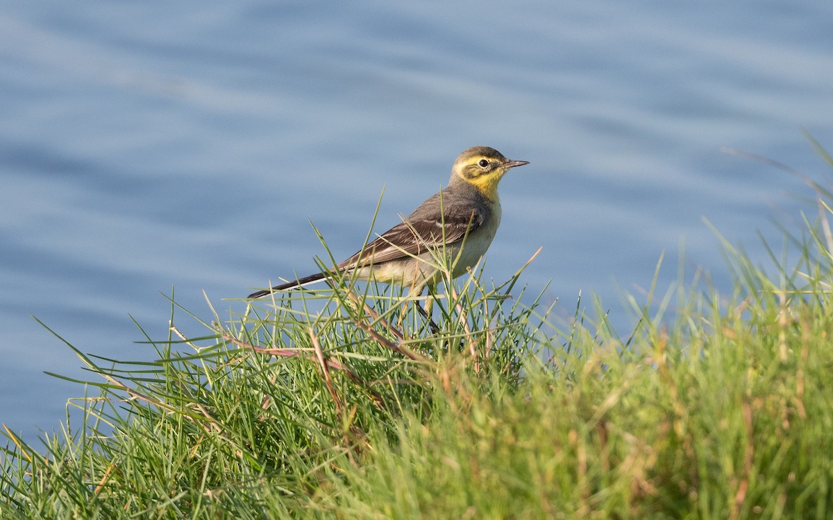 Citrine Wagtail - ML627497370