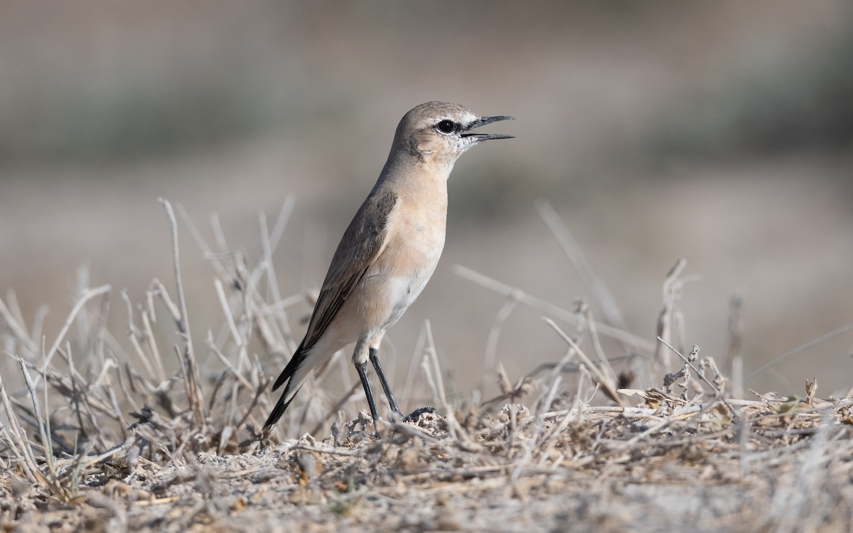 Isabelline Wheatear - ML627497747