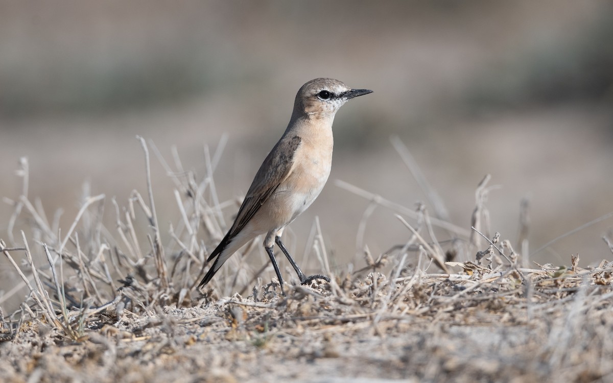 Isabelline Wheatear - ML627497748