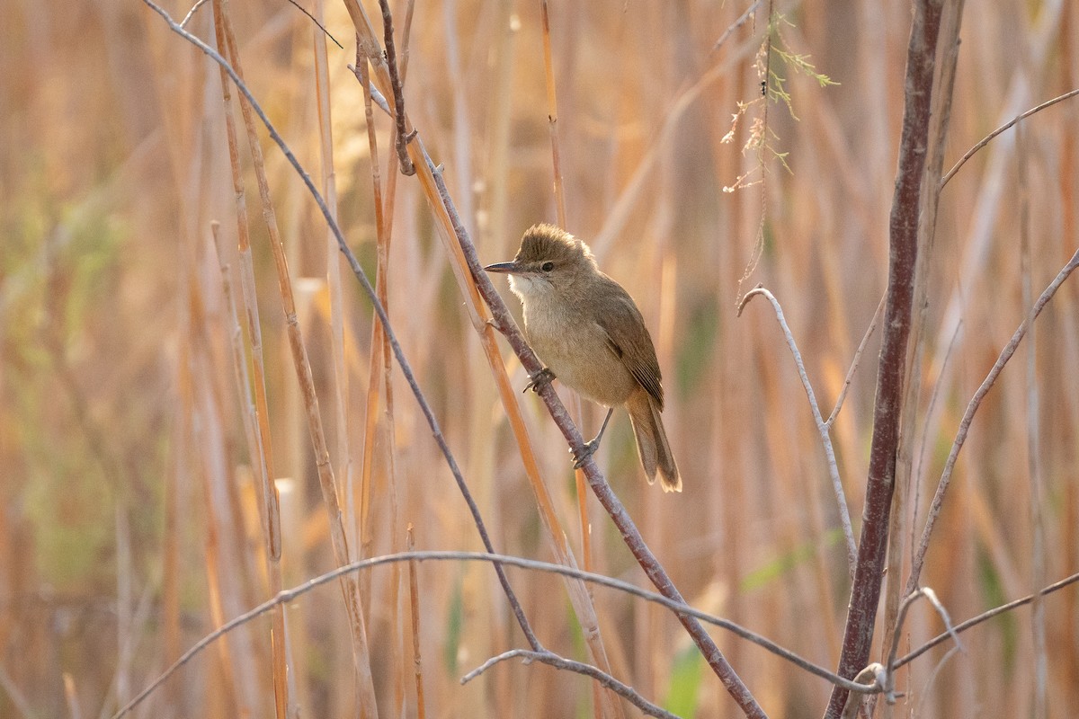 Clamorous Reed Warbler - ML627497814